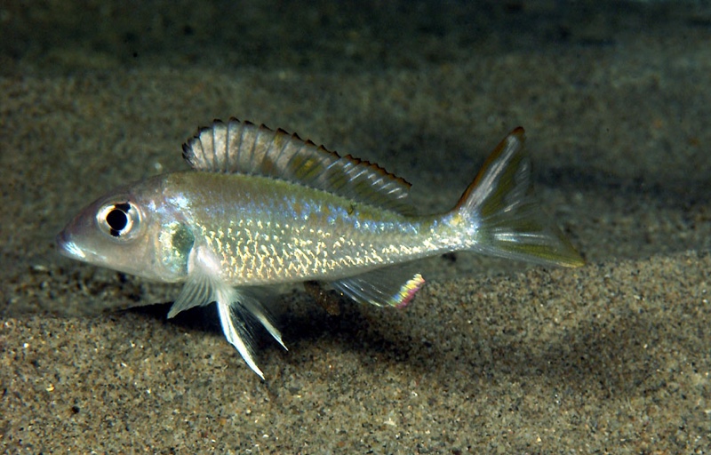 Callochromis sp. 'pleurospilus tanzania' Kalila